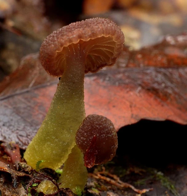 Gliophorus lilacipes