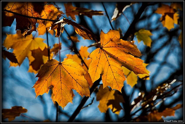 Christchurch Autumn