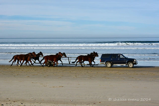 Beach Exercise, Waikouaiti