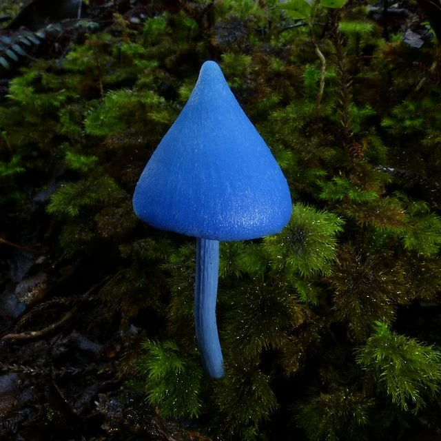Entoloma hochstetteri (Reich.) Stevenson