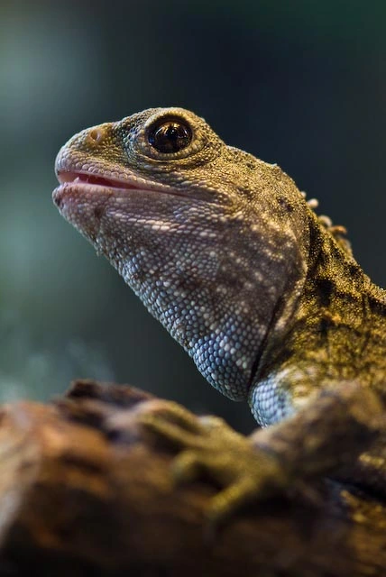 Tuatara