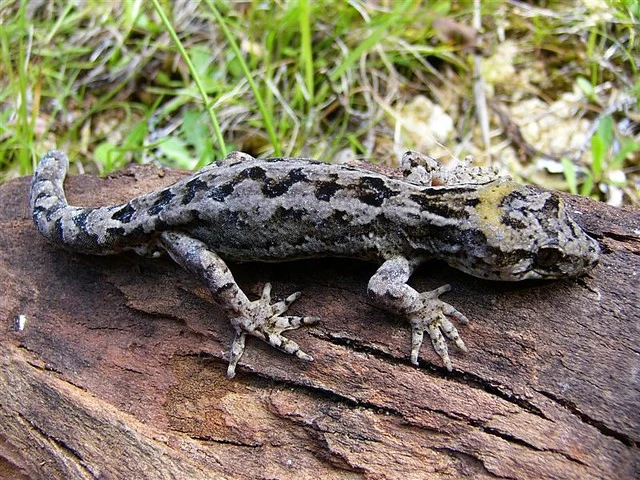 Pacific Gecko NZ