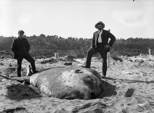 Huge sunfish thrown up on beach at Awatuna, near Hokitika, ca 1910