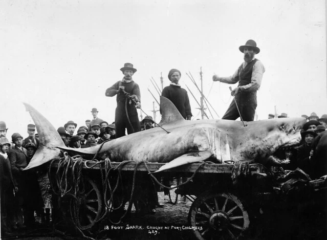 Shark caught at Port Chalmers, ca 1900