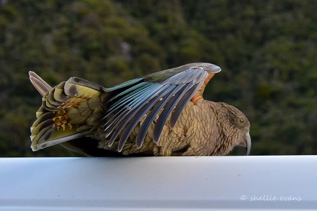 Roof Surfing Kea, Arthurs Pass, NZ