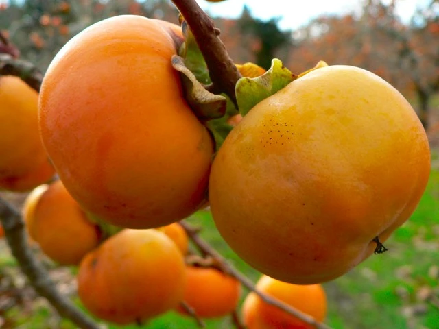 Persimmon heaven!