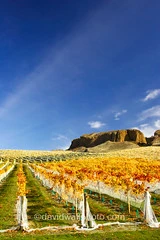 Mt Difficulty Vineyard, New Zealand