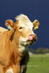 Cow