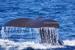 Sperm Whale, New Zealand