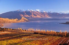 Rippon Vineyard, New Zealand