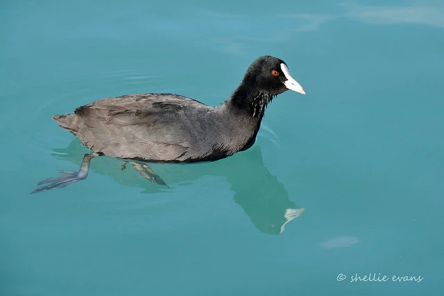 Australian Coot, Ohau Canal, Twizel