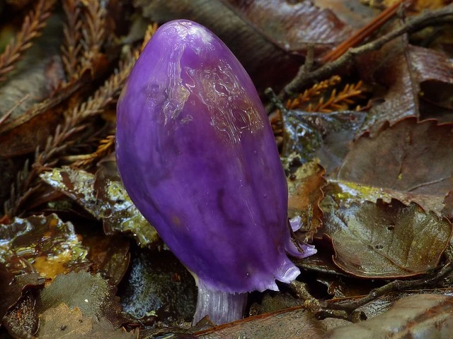 Cortinarius species