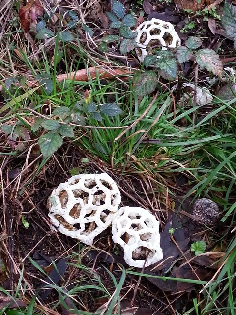 White basket fungus - Ileodictyon_cibarium - Wairere, Kaimai Ranges, New Zealand