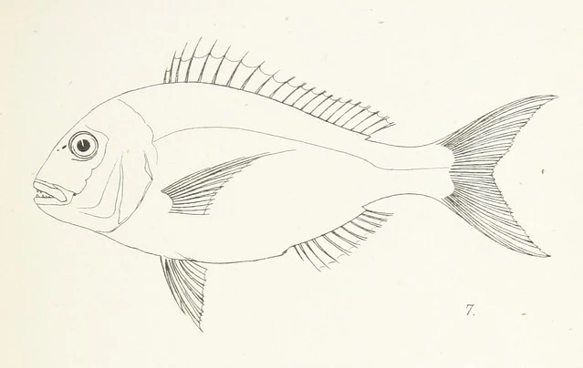 British Library digitised image from page 157 of "Fishes of New Zealand. Catalogue with diagnoses of the species by F. W. Hutton. Notes on the edible fishes by J. Hector ... With ... plates"