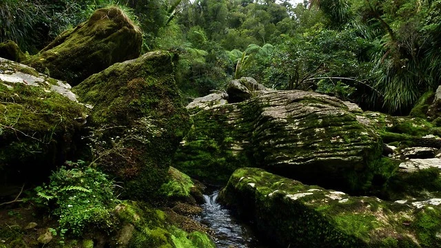 Limestone Boulders, Bullock Creek, Paparoa National Park