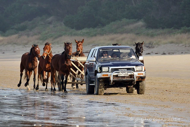 Beach Exercise, Waikouaiti