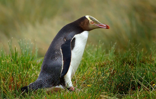 Yellow eyed penguin.