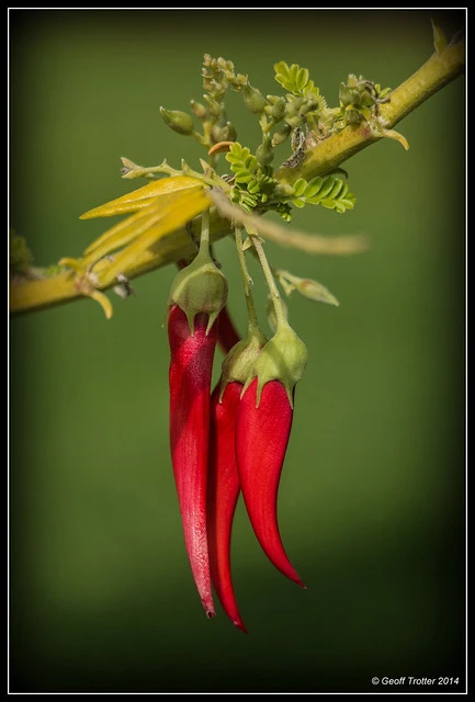 Kaka Beak