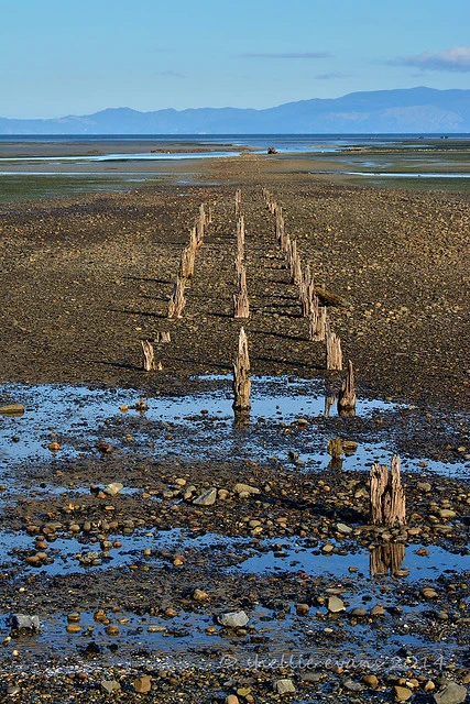 Old Puponga Wharf, Golden Bay