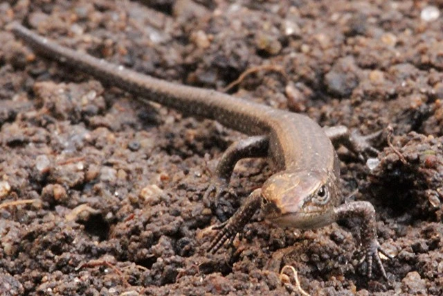 Brown skink, Hakarimata forest, NZ (2 of 2)