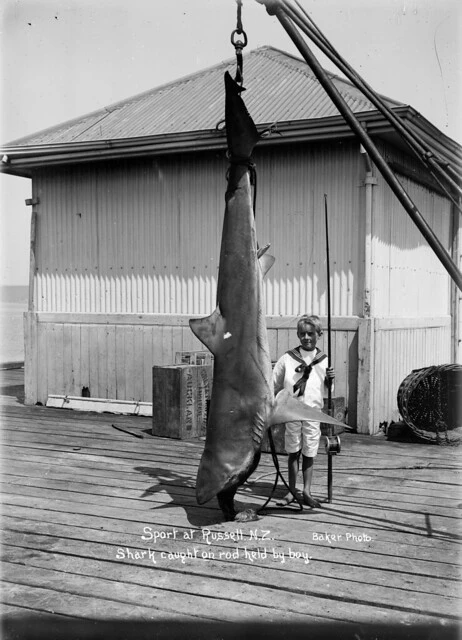 Shark caught at Russell, ca 1915