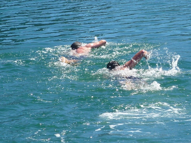 Harbour Swimmers