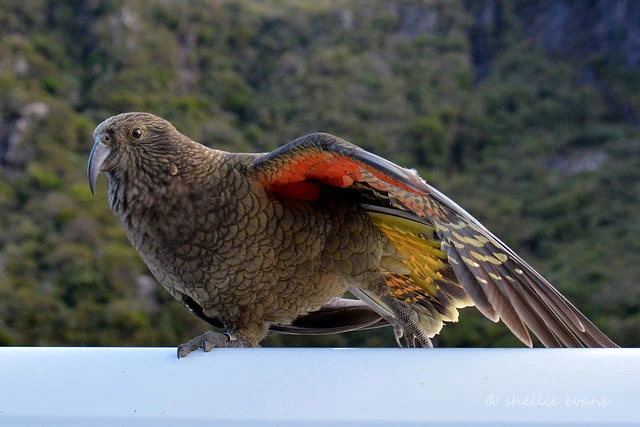 Roof Surfing Kea, Arthurs Pass, NZ