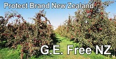 Hawkes Bay orchard, in gmo free, New Zealand 1998- 2020