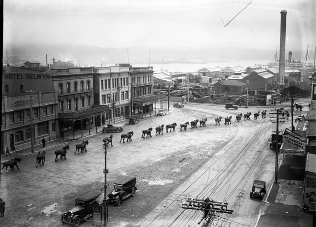 Procession of Clydesdale horses on Cambridge Terrace, Wellington, [ca 1920s]