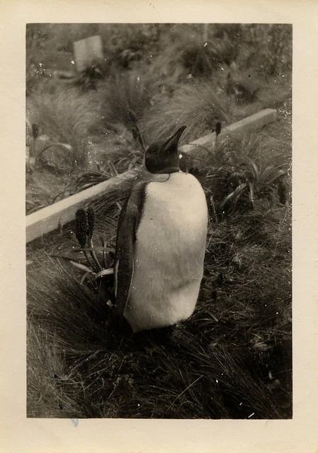 King penguin, Campbell Island