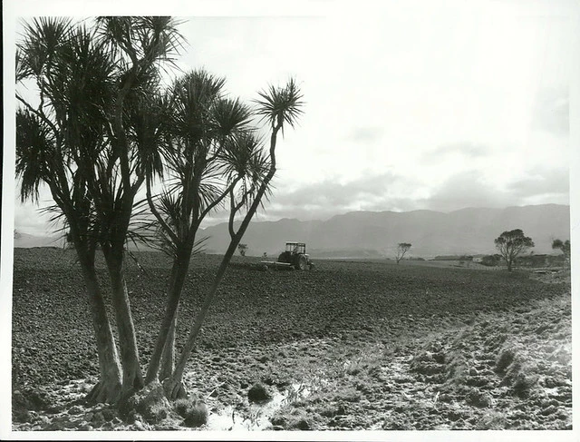 Cultivating a paddock, Wairarapa, 1976