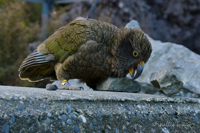 Curious Kea, Arthurs Pass, NZ