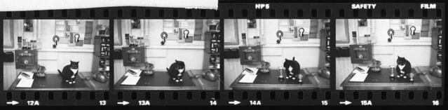 Papakura Post Office Cat, 1980