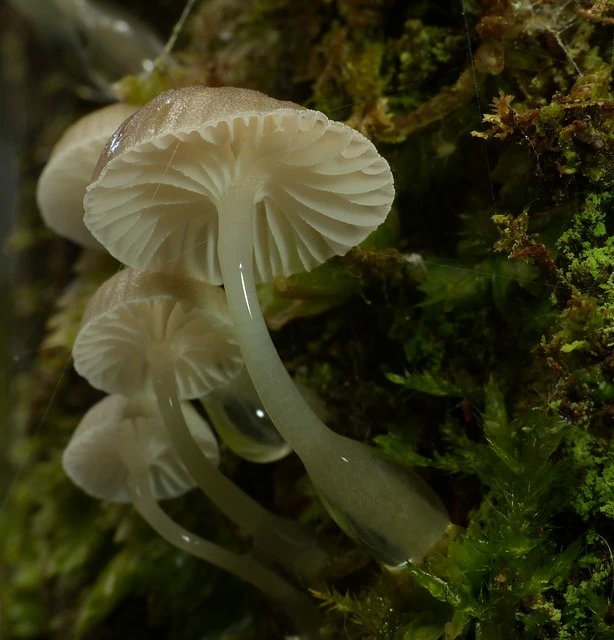 Roridomyces austrororidus - The Austro Dripping Bonnet