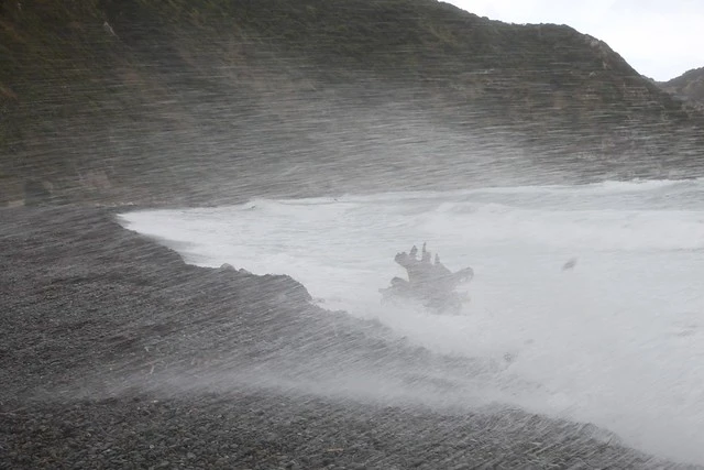 Wild Wellington Wind