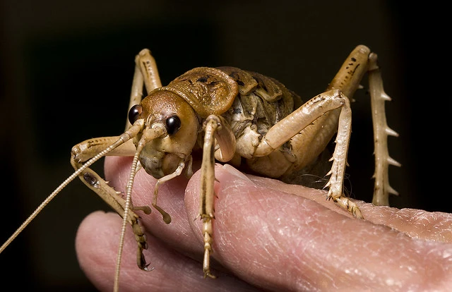 Giant Weta