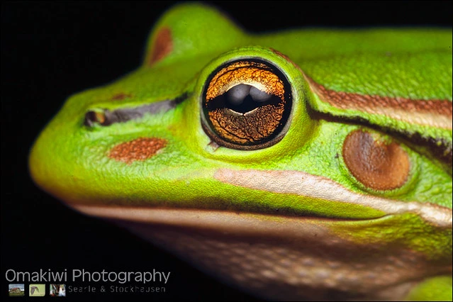 Bell Frog