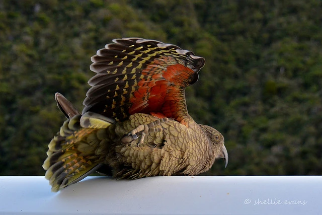 Roof Surfing Kea, Arthurs Pass, NZ