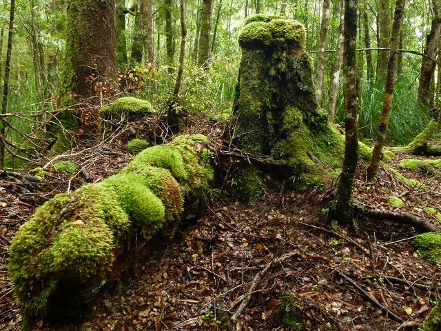 Forest floor, Coal Creek, West Coast