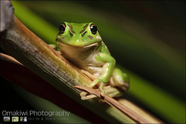 Bell Frog