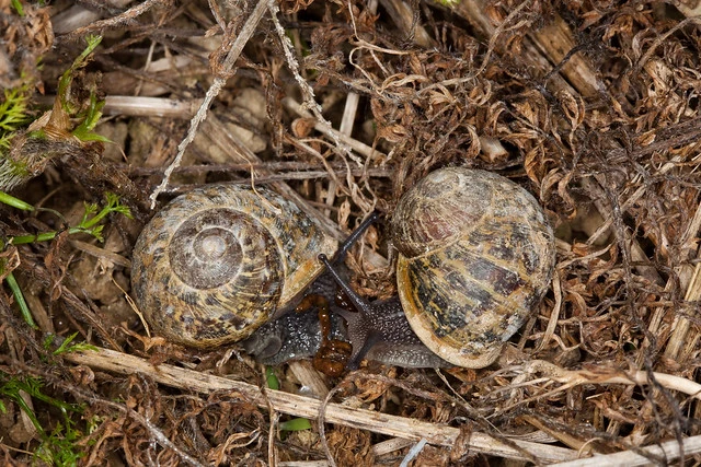 Garden snail(Cantareus asperses)