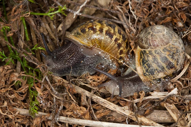 Garden snail(Cantareus asperses)