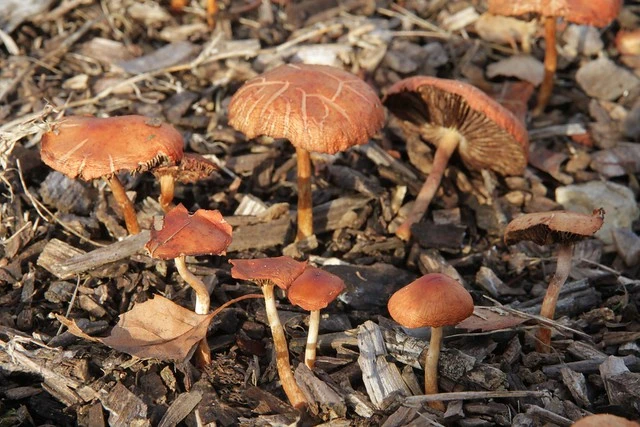 Mushrooms in bark mulch, Hamilton, NZ