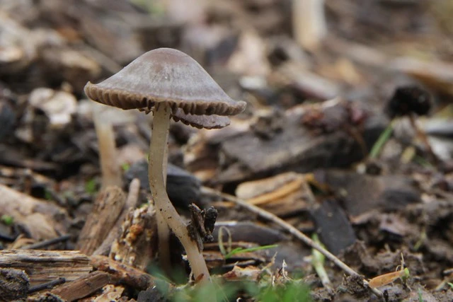 Mushrooms in wood chip mulch, Claudelands, Hamilton, New Zealand