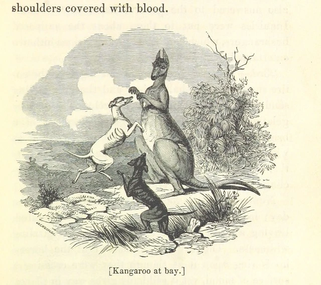 British Library digitised image from page 165 of "Savage Life and Scenes in Australia and New Zealand: being an artist's impressions of countries and people at the Antipodes. With numerous illustrations"