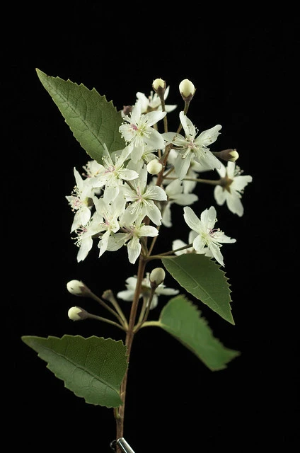 Lacebark/Houhere (Hoheria populnea)