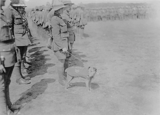 Sergeant Paddy