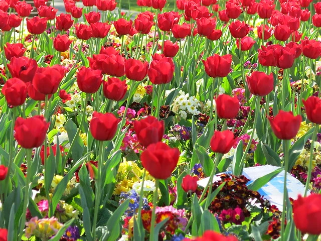 Victoria Square flowers