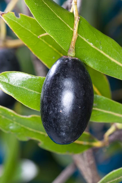 Tawa (Beilschmiedia tawa)