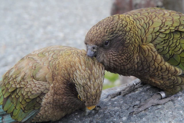 Kea